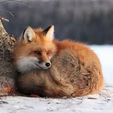 Die 500 Besten Bilder Zu Fuchse Im Schnee In 2020 Fuchs Schnee Tiere