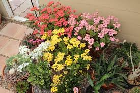 Image result for Kalanchoe blossfeldiana