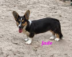 Cardigan Welsh Corgi