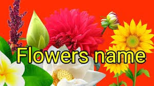 We have shared flowers name in english and hindi with video and picture above. Flowers Name In Odia And English And Hindi Flowers Name In English à¤« à¤² à¤• à¤¨ à¤® à¤¹ à¤¦ à¤® Youtube