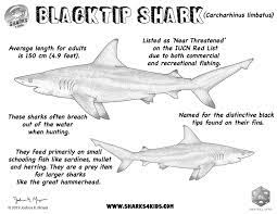 Blacktip Shark Coloring Sheet Shark Coloring Pages Shark Black Tip Shark
