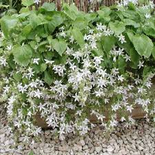 Campanula Poscharskyana Silberregen Hangepolster Glockenblume Mit Stauden Gestalten Besondere Blutenfarben Reines Pflanzen Blutenfarben Stauden