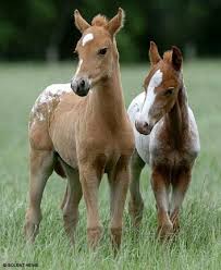 Pin By M I L U A Z N A R E Z On Foals Colored Baby Horses Cute Horses Animals