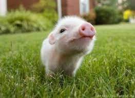 Pig adoption is a wonderful way to provide a pig a second chance and caring environment. I Want A Pet Piggy Cute Piglets Cute Animals Baby Animals
