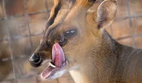 Before considering a muntjac as a pet, you must check with local authorities to see if they are legal to own. This Tiny Vampire Deer Has Fewer Chromosomes Than A Fruit Fly Australian Geographic