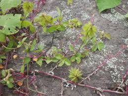 Image result for Eriosema parviflorum