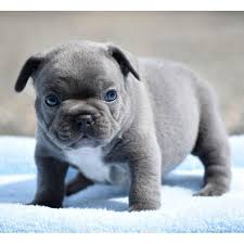 Raquel orta, orta's akc english bulldogs in florida. Cute Blue French Bulldog Puppies Online Shopping