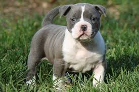 They make for a wonderful family pet. Pitbull Dog American Bully Pitbull Dog Price In India