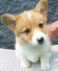 The cost to buy a corgi varies greatly and depends on many factors such as the breeders' location, reputation, litter size, lineage of the puppy, breed popularity. Corgi Puppies For Adoption The Y Guide