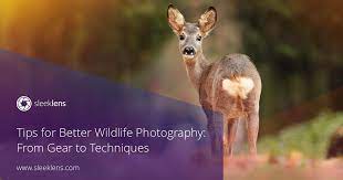 5 Tips For Better Wildlife Photography From Gear To Techniques Wildlife Photography Wildlife Photography