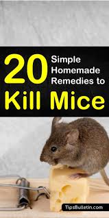 Maybe you would like to learn more about one of these? 20 Simple Homemade Remedies To Kill Mice