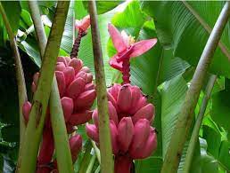 Check out our banana pod selection for the very best in unique or custom, handmade pieces from our shops. 12 Tasty Varieties Of Bananas In India Kuntala S Travel Blog