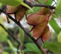 Image result for Hymenocardia