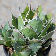 Image result for Synadenium glabratum