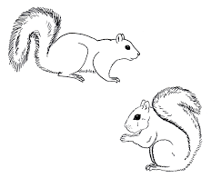 Black And White Squirrel With Acorn Clipart Chuck Does Art Coloring Sheets Grey Squirrels Squirrel Tattoo Cartoon Drawings Squirrel Art