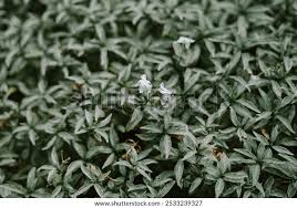Image result for Angraecum distichum