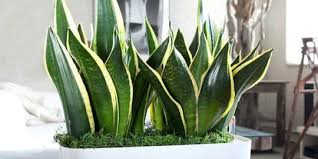 Cara tanam lidah jin melalui keratan daun. 4 Cara Merawat Tanaman Lidah Mertua Cocok Untuk Pembersih Udara Dalam Ruangan Merdeka Com