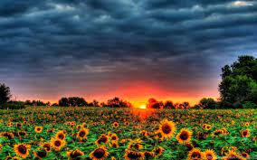 Check spelling or type a new query. Sunset Over The Sunflower Field Wallpapers Desktop Background