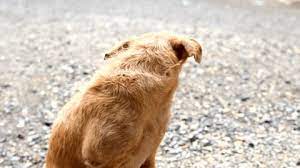 306 Shivering Dog Stock Video Footage - 4K and HD Video Clips | Shutterstock