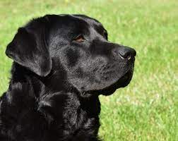 Autumn labrador retriever silver puppy for sale in. Millstone Kennel Home