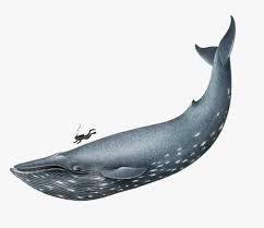 Hear amazing facts about the blue whale 🐋 as i draw and paint. Blue Whale Realistic Drawing Hd Png Download Kindpng