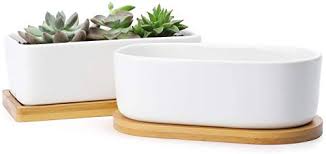Scoprite le ultime ricette con frutti di mare: Bonsai Con Piante Grasse Migliori Offerte 2021