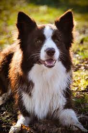 Border Collie Great Pose I Am Guessing The Color Of This Border Collie Could Possibly Be Dark Ginger By Yummy Pe Collie Dog Red Border Collie Cat Breeds