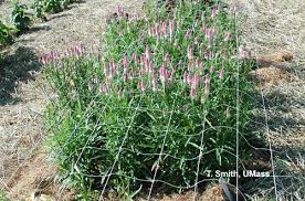 Bird of paradise blooms makes amazing arrangement in bouquets. Greenhouse Floriculture Field Grown Annuals For Cut Flowers Umass Center For Agriculture Food And The Environment