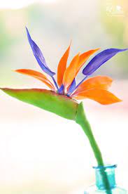 Pin On Flowers