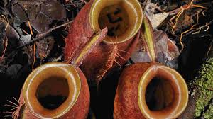 We did not find results for: Carnivorous Plant The Tricky Monkey Cups Cgtn