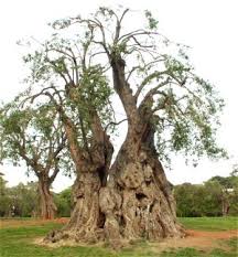 Le plus grand olivier de méditérranée, c'est certain! L Olivier