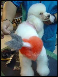 We're happy to announce that it's perfectly safe to dye your dog's hair. Dog Safe Dye Www Macj Com Br