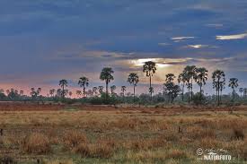 И тсвана botswana), полная официальная форма — респу́блика ботсва́на (англ. Botswana Photos Botswana Images Nature Wildlife Pictures Naturephoto