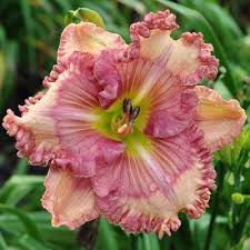 Check spelling or type a new query. The Lily Auction Day Lilies Daylily Garden Lily Garden