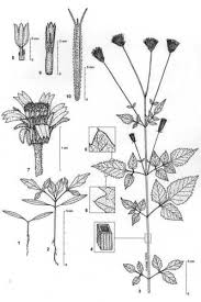 Image result for Bidens pilosa