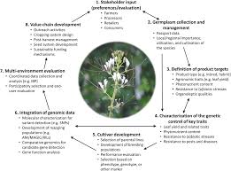 Flowers mill veterinary hospital delivers exceptional veterinary care to dogs and cat in the langhorne and greater levittown area. A Roadmap For Breeding Orphan Leafy Vegetable Species A Case Study Of Gynandropsis Gynandra Cleomaceae Horticulture Research