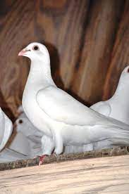 Check spelling or type a new query. Jansen White Homing Pigeons Backyard Chickens Learn How To Raise Chickens