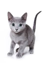 The Angel Of Cuteness Russian Blue Cat Personality
