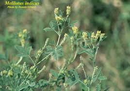 Image result for Melilotus indicus