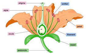 It sits centrally inside the flower at the base of the carpel. Flower Structure Bioninja