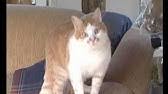 Ruyada Kedi Gormek Nedir Tam 7 Tabir Ruyada Kedi Gormek 7 Tabiri Ruyada Kedi Gormek Ne Anlama Gelir Youtube