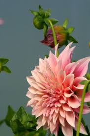 Maybe you would like to learn more about one of these? A Visit To Jello Mold Farm In Summer Amazing Flowers Beautiful Flowers Flower Garden Plants