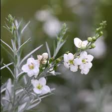 Image result for Gomphostigma