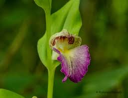 Image result for Brachycorythis buchananii