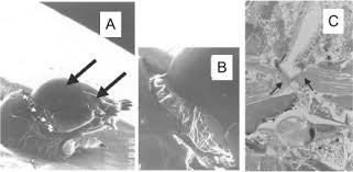 Is there a flat spot with a white or grayish color small raised spots? Bisacylhydrazine Insecticides For Selective Pest Control Sciencedirect