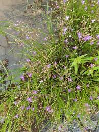 Image result for Murdannia semiteres