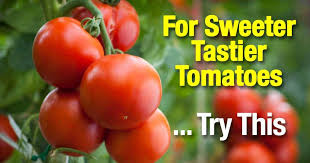 When your tomatoes sprout to nearly 1 tall, check each seed pod for multiple tomato plants. Epsom Salt For Tomatoes Make Them Sweeter And Tastier