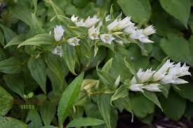 Image result for Gentiana asclepiadea alba