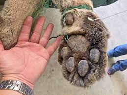 How big are mountain lions. Mountain Lion Killed After Preying On Sheep Oklahoma Department Of Wildlife Conservation