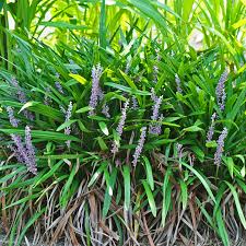 Image result for Lily Turf